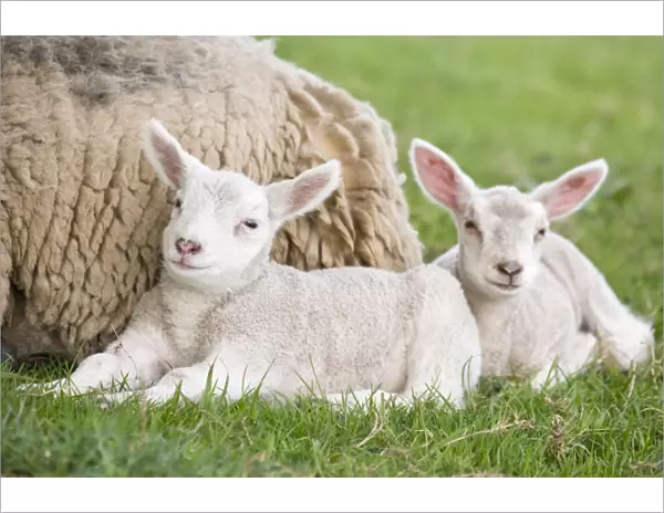 Sheep Ewe with two lambs Buxton Derbyshire UK