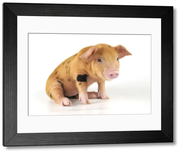 Framed Print : Pig - 2 week old Oxford sandy & black piglet Framed Print : Pig - 2 week old Oxford sandy & black piglet