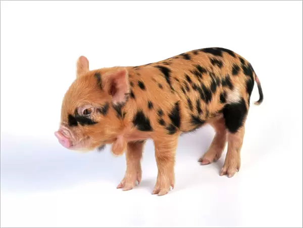 Pig - 1 week old Kune Kune piglet