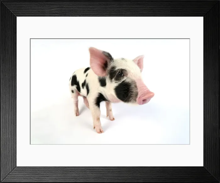 Framed Print : Pig - Kune Kune cross Gloucester Old Spot piglet