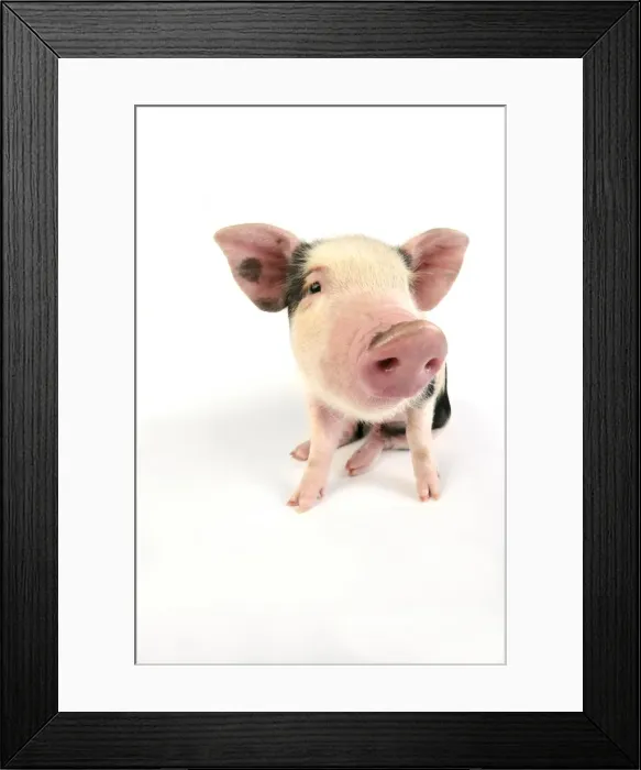Framed Print : Pig - Kune Kune cross Gloucester Old Spot piglet Framed Print : Pig - Kune Kune cross Gloucester Old Spot piglet