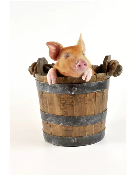 Pig - Large white cross piglet in bucket with eyes shut