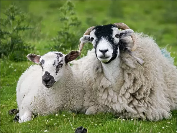 Scottish black faced sheep ewe with lamb North Yorkshire Moors UK