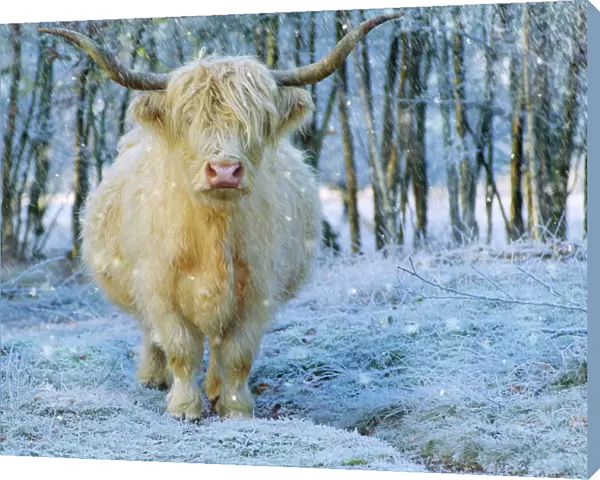 Scottish Highland Cow - in falling snow Digital Manipulation: added falling snow