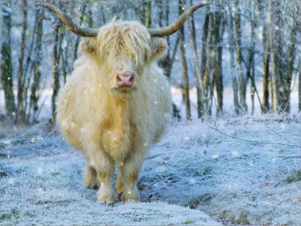 Scottish Highland Cow - in falling snow Digital Manipulation: added falling snow
