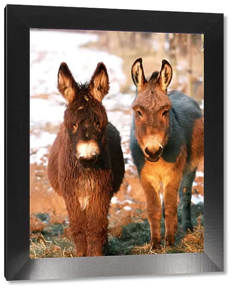 Poitou Donkey and normal Donkey (on right) - facing camera