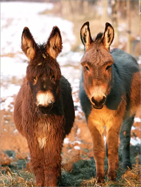 Poitou Donkey and normal Donkey (on right) - facing camera