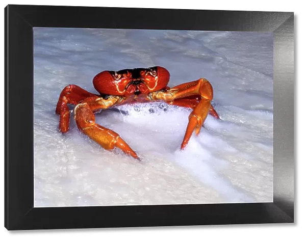 Red Crab (A land crab) - Male ‘dipping to replenish water & salt - Christmas Island - Indian Ocean (Australian Territory) JPF34947