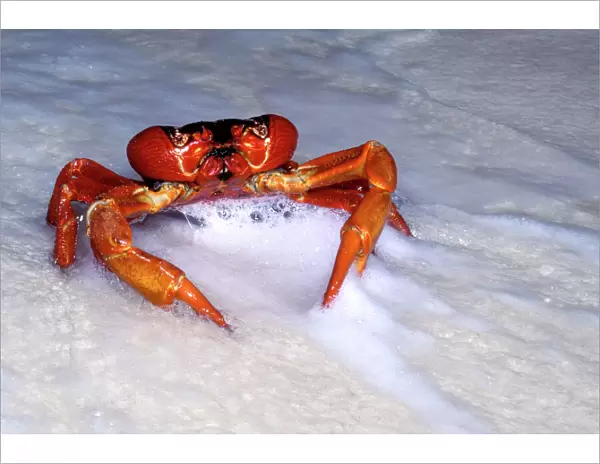 Red Crab (A land crab) - Male ‘dipping to replenish water & salt - Christmas Island - Indian Ocean (Australian Territory) JPF34947
