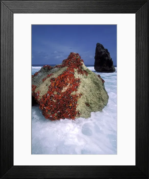 Framed Print : Red Crab (A land crab) - Males ‘dipping to replenish water & salt - Christmas Island - Indian Ocean (Australian Territory) JPF34949 Framed Print : Red Crab (A land crab) - Males ‘dipping to replenish water & salt - Christmas Island - Indian Ocean (Australian Territory) JPF34949