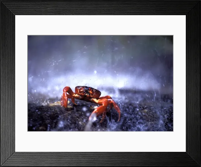 Framed Print : Red Crab (a land crab) - single on migration, triggered by first rains, Christmas Island, Indian Ocean (Australian Territory), Christmas Island, Indian Ocean (Australian Territory), October JPF34918 Framed Print : Red Crab (a land crab) - single on migration, triggered by first rains, Christmas Island, Indian Ocean (Australian Territory), Christmas Island, Indian Ocean (Australian Territory), October JPF34918