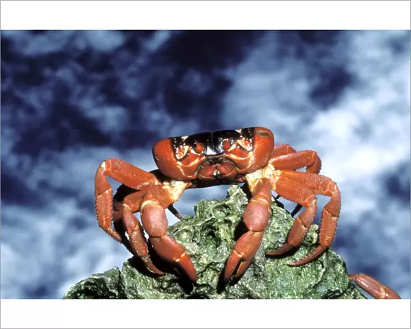 Red Crab (A land crab) - Female after spawning clinging to boulder in ocean- Christmas Island - Indian Ocean (Australian Territory) JPF34983