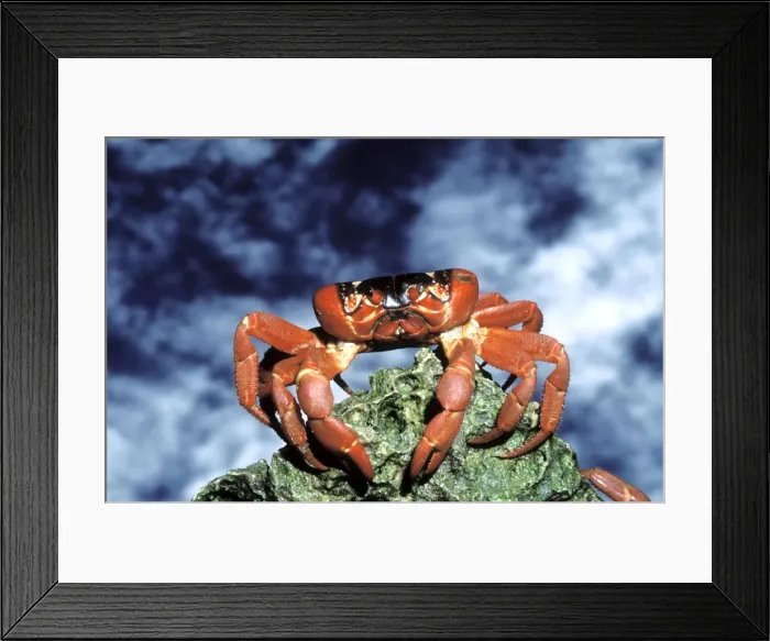 Framed Print : Red Crab (A land crab) - Female after spawning clinging to boulder in ocean- Christmas Island - Indian Ocean (Australian Territory) JPF34983 Framed Print : Red Crab (A land crab) - Female after spawning clinging to boulder in ocean- Christmas Island - Indian Ocean (Australian Territory) JPF34983