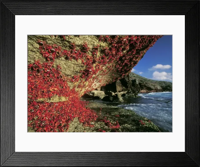 Framed Print : Red Crab (A land crab) - Females after spawning climbing cliff - Christmas Island - Indian Ocean (Australian Territory) JPF35655 Framed Print : Red Crab (A land crab) - Females after spawning climbing cliff - Christmas Island - Indian Ocean (Australian Territory) JPF35655