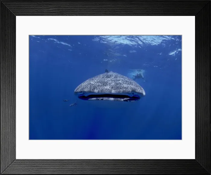 Framed Print : Whale Shark with diver. Facing camera. Walhai, Indian ocean, Mozambique, Africa Framed Print : Whale Shark with diver. Facing camera. Walhai, Indian ocean, Mozambique, Africa