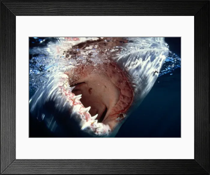 Framed Print : Great White Shark Framed Print : Great White Shark