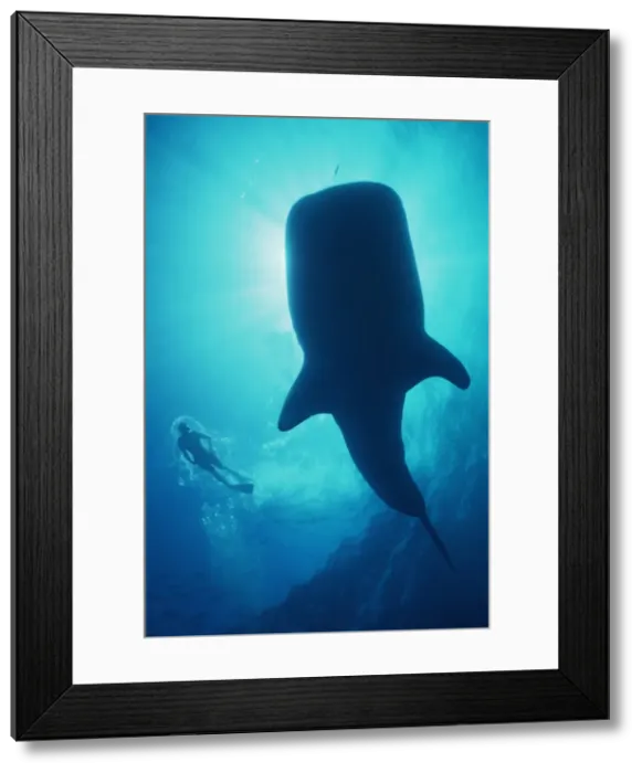 Framed Print : Whale Shark - Large Whale shark in silhouette with snorkeller. Ningaloo reef, Western Australia. WHS-011 Framed Print : Whale Shark - Large Whale shark in silhouette with snorkeller. Ningaloo reef, Western Australia. WHS-011