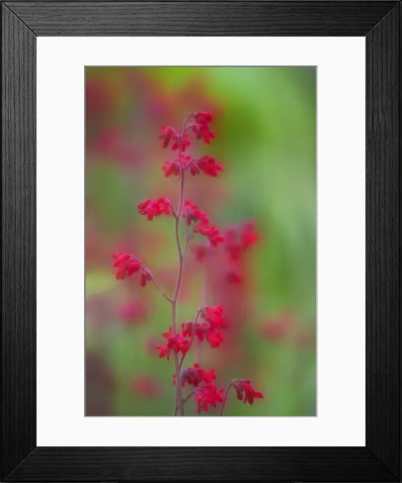 Framed Print : Alum Root, Garden, Essex, UK PL000248 Framed Print : Alum Root, Garden, Essex, UK PL000248