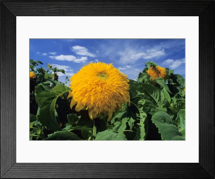 Framed Print : Sunking Sunflower Framed Print : Sunking Sunflower
