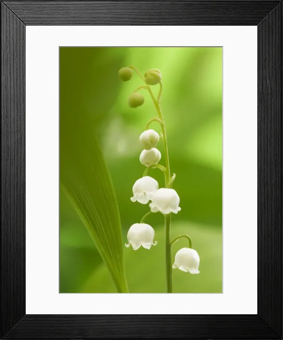 Framed Print : Lily of the Valley Framed Print : Lily of the Valley