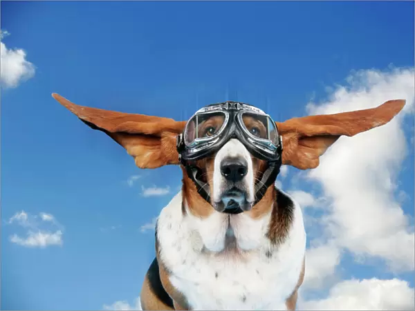 Basset hound Dog - wearing goggles with ears out. Digital Manipulation: sky background (JD)