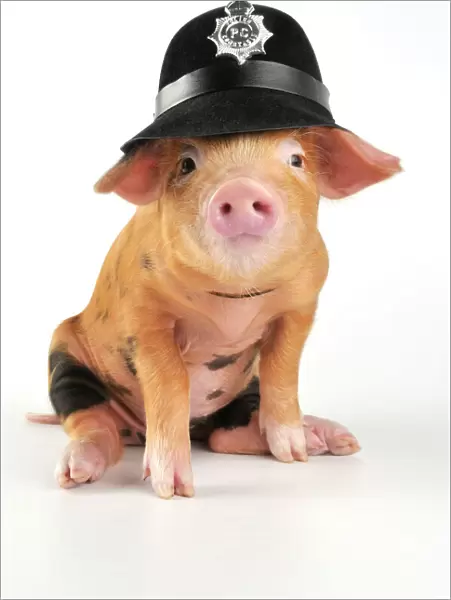 Pig - 2 week old Oxford sandy & black piglet wearing a police helmet