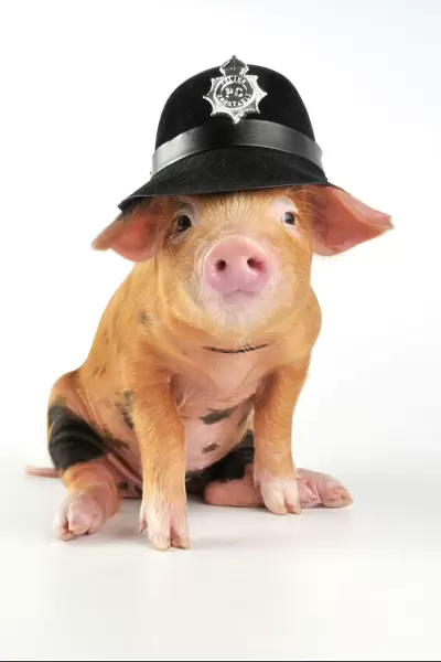 Pig - 2 week old Oxford sandy & black piglet wearing a police helmet