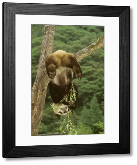Framed Print : Giant Panda - Hanging upside down in tree - Wolong Reserve - Sichuan - China JPF36923 Framed Print : Giant Panda - Hanging upside down in tree - Wolong Reserve - Sichuan - China JPF36923