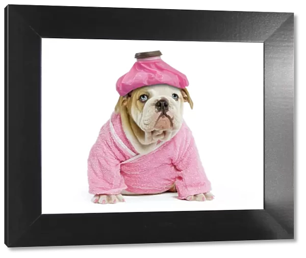 Dog - English Bulldog - puppy dressed up in pink dressing gown with ice pack  /  cold compress & painted nails. Digital Manipulation: Ice pack (LA), one eye to blue, pink nails, extended dressing gown to cover tummy