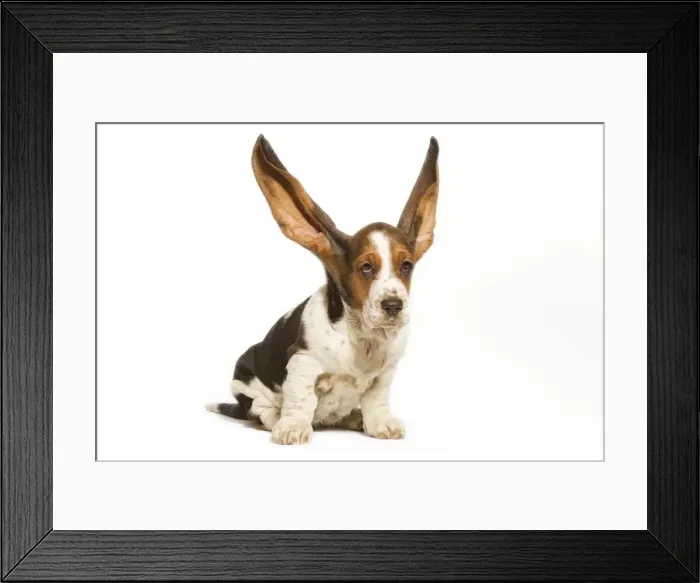 Framed Print : Dog - Basset Hound in studio with ears up Framed Print : Dog - Basset Hound in studio with ears up