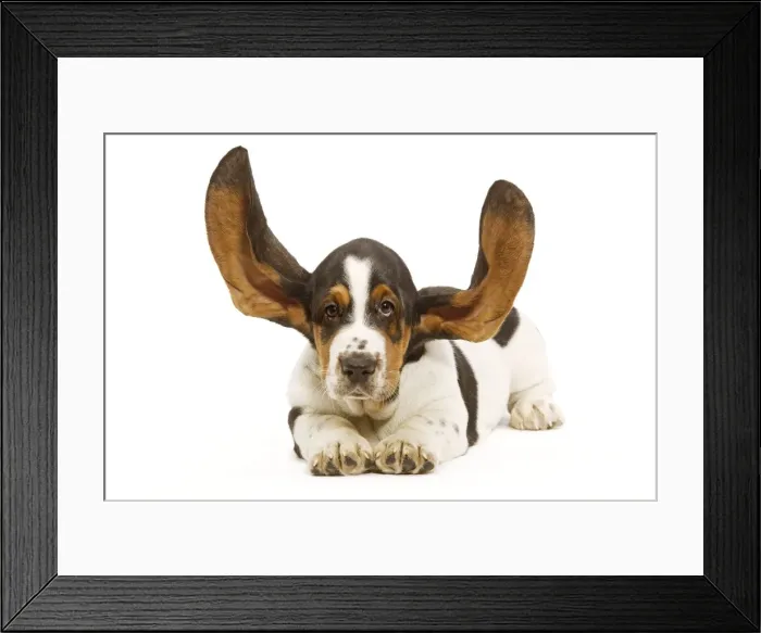 Framed Print : Dog - Basset Hound in studio with ears up Framed Print : Dog - Basset Hound in studio with ears up