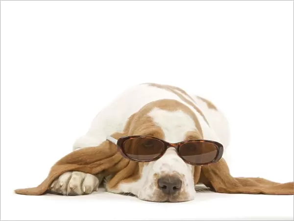Dog - Basset Hound in studio wearing sunglasses