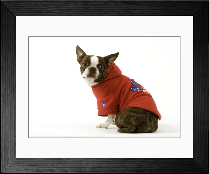 Framed Print : Dog - Boston Terrier sitting down wearing hooded sweatshirt Framed Print : Dog - Boston Terrier sitting down wearing hooded sweatshirt