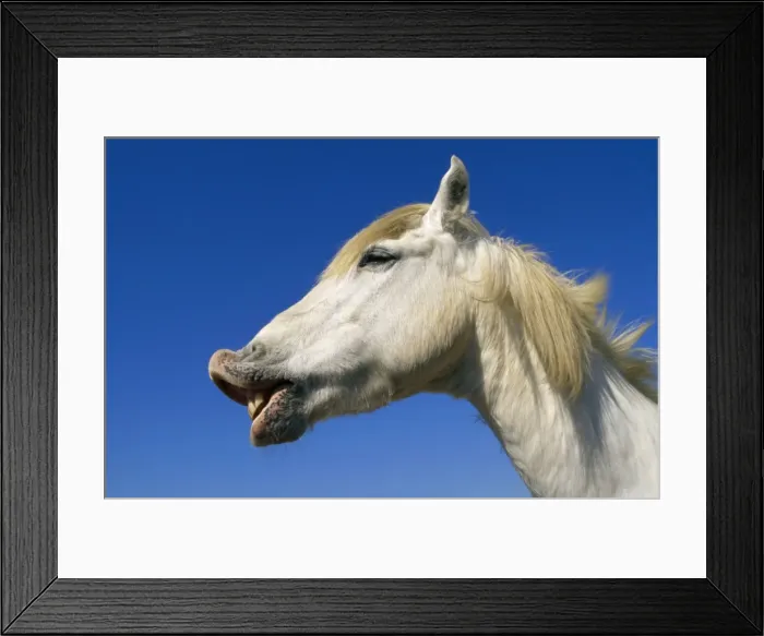 Framed Print : Camargue Horse - Flehmen'. Lip curling Framed Print : Camargue Horse - Flehmen'. Lip curling