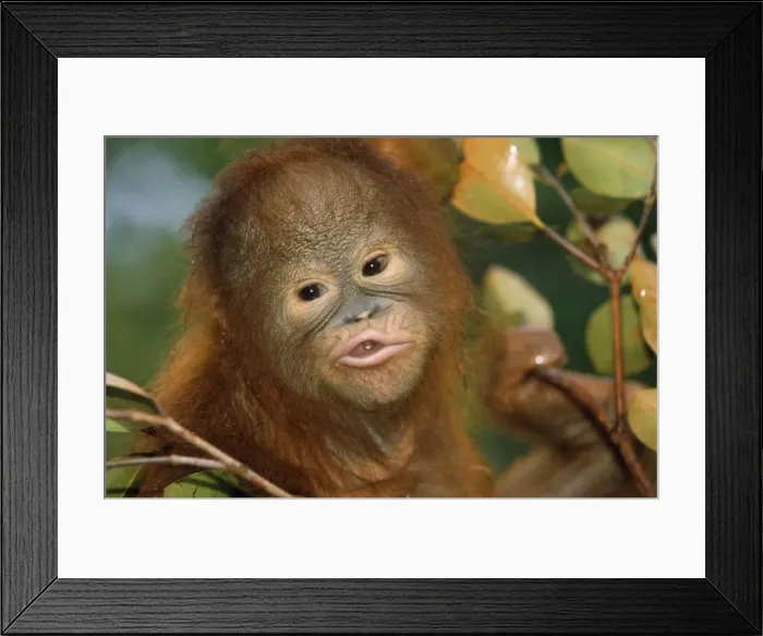 Framed Print : Orang-utan Borneo Framed Print : Orang-utan Borneo