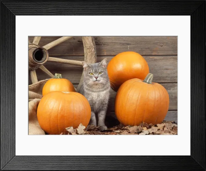 Framed Print : Cat - with pumpkins Framed Print : Cat - with pumpkins