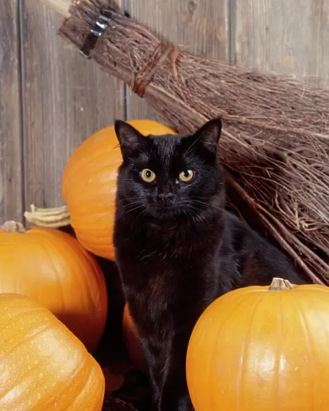 Black Cat - with pumpkins & broomstick