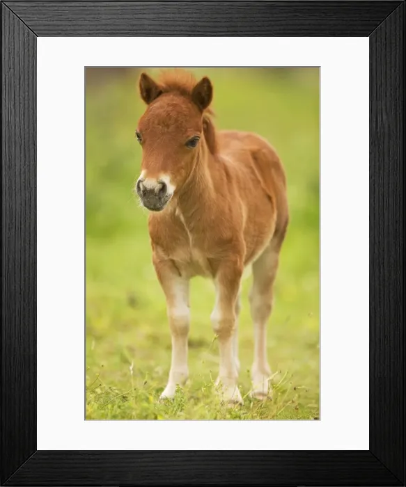 Framed Print : Shetland Pony - foal Framed Print : Shetland Pony - foal