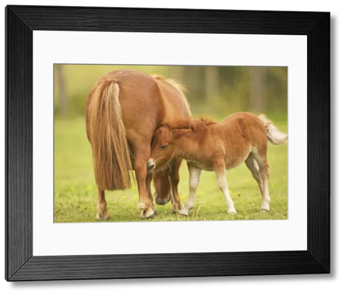 Framed Print : Shetland Pony - adult with foal Framed Print : Shetland Pony - adult with foal