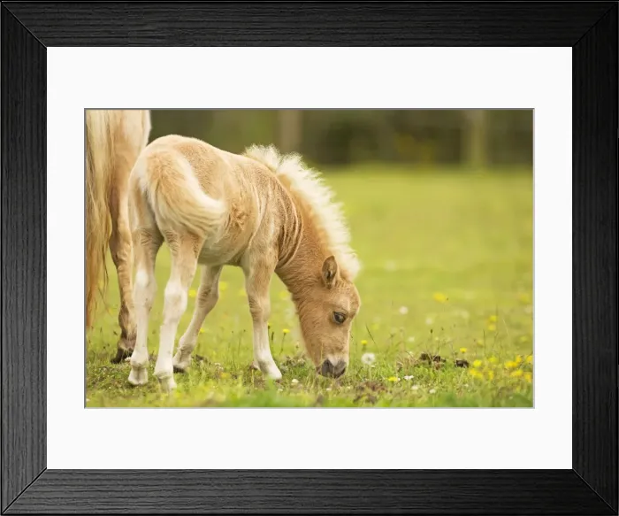Framed Print : Shetland Pony - foal Framed Print : Shetland Pony - foal
