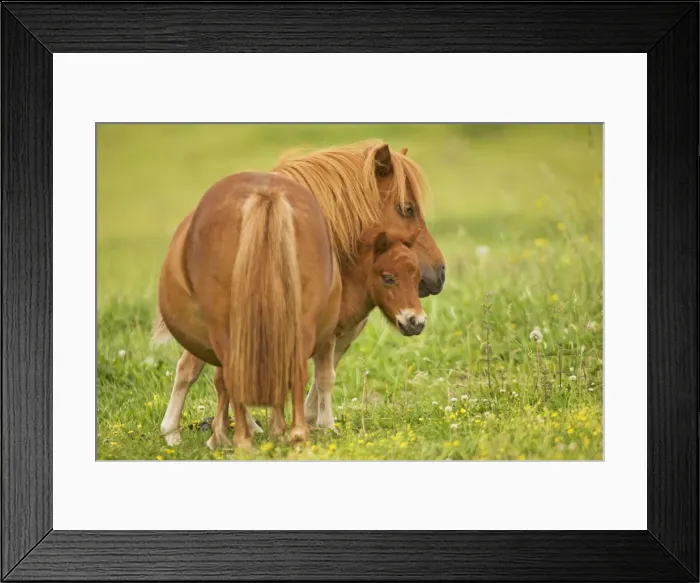 Framed Print : Shetland Pony - adult with foal in field Framed Print : Shetland Pony - adult with foal in field