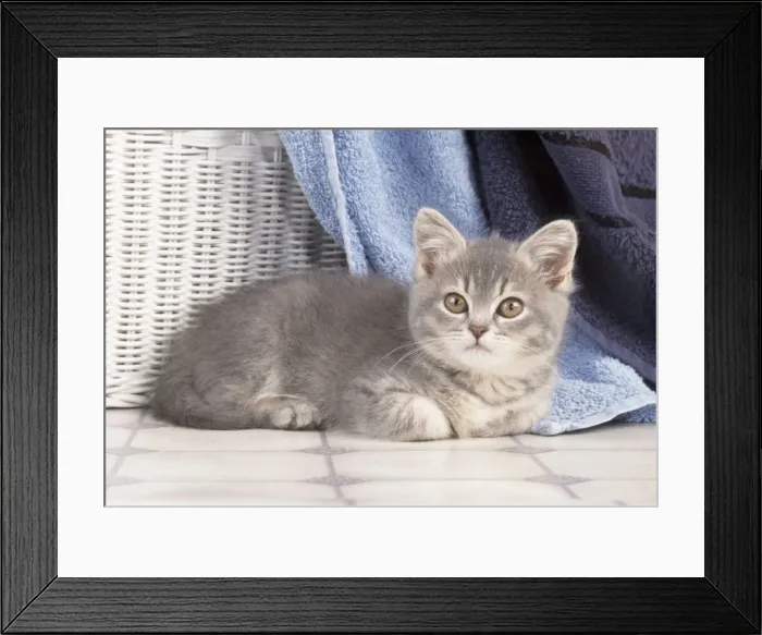 Framed Print : Cat - kitten amongst towels Framed Print : Cat - kitten amongst towels