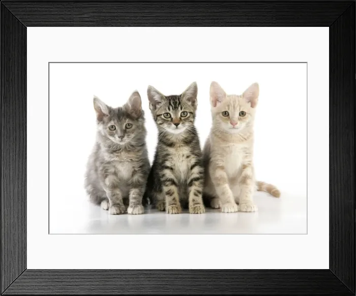 Framed Print : CAT. three kittens Framed Print : CAT. three kittens