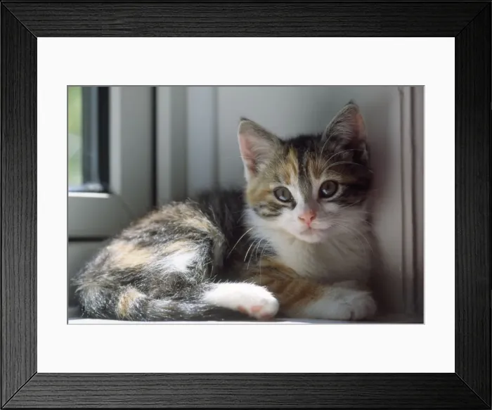 Framed Print : Cat - kitten in window Framed Print : Cat - kitten in window