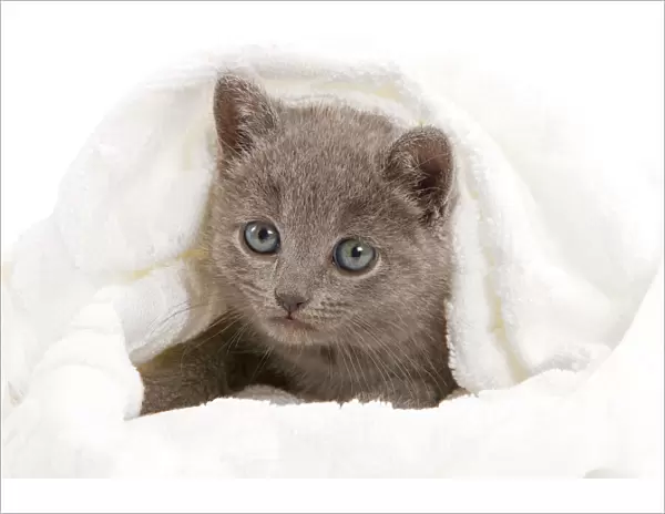 Cat - grey Chartreux kitten in studio under blanket
