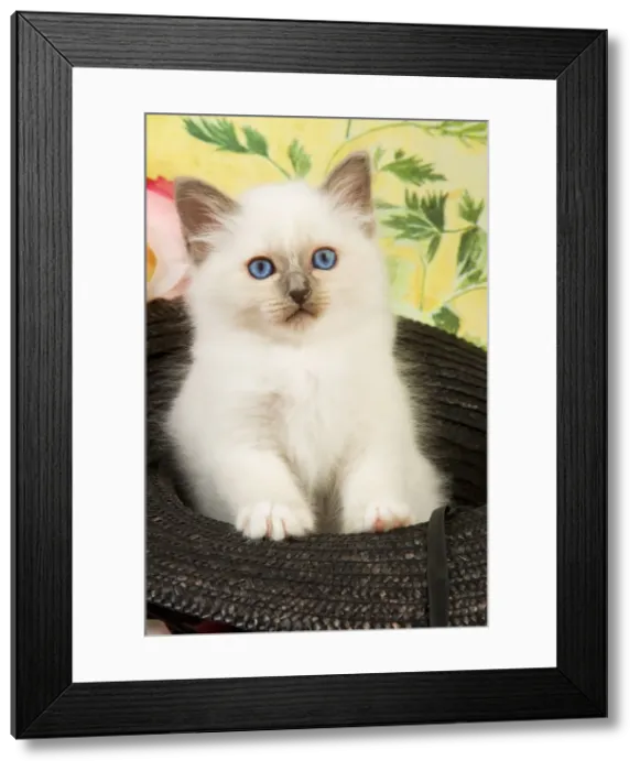 Framed Print : Cat - Birman kitten in hat
