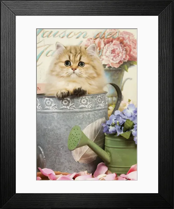 Framed Print : Cat - Persian kitten in flowerpot Framed Print : Cat - Persian kitten in flowerpot