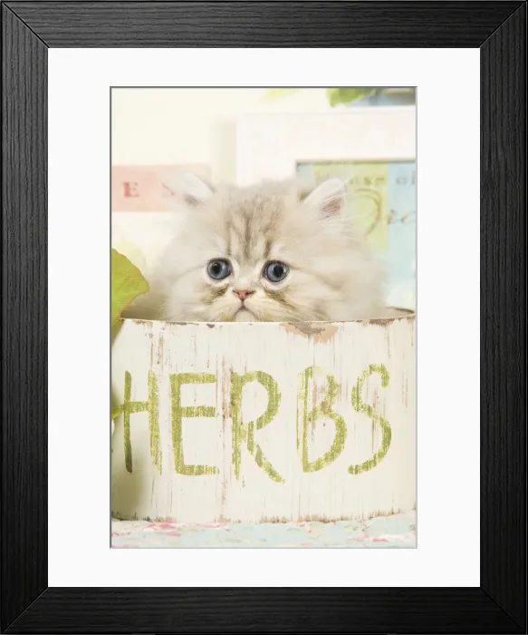 Framed Print : Cat - Persian kitten in pot Framed Print : Cat - Persian kitten in pot