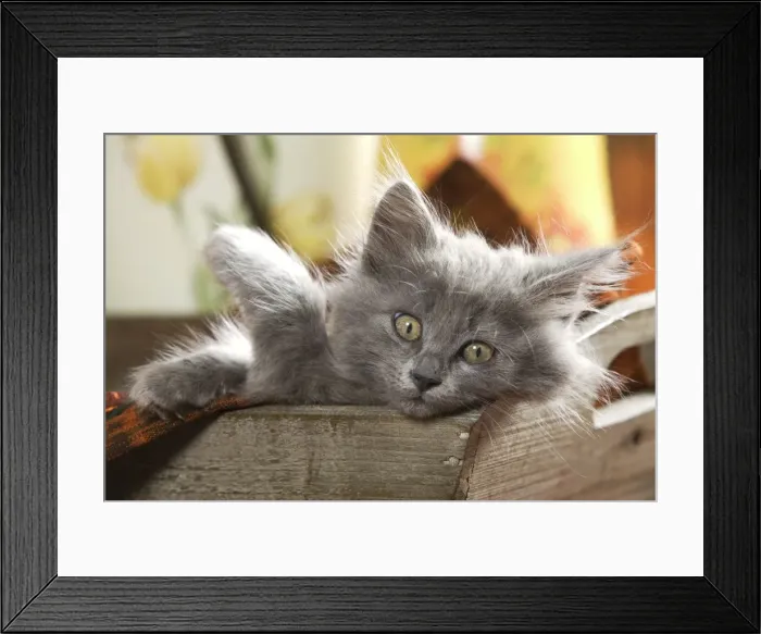 Framed Print : Cat - Grey kitten lying in wooden box