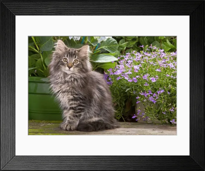 Framed Print : Cat - Norwegian Forest Kitten sitting with flowers Framed Print : Cat - Norwegian Forest Kitten sitting with flowers